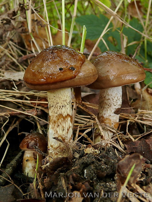 Olijfkleurige slijmkop - Hygrophorus persoonii